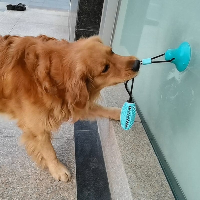 Suction Cup Dog Toy