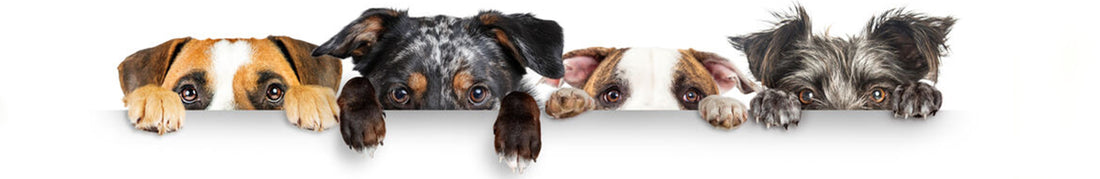 Benefits of Regularly Bathing Dogs