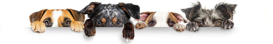 Benefits of Regularly Bathing Dogs